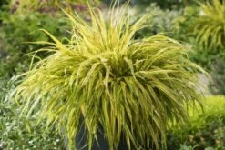 Hakonechloa Macra 'Naomi' P9 Cm -Tuinbenodigdheden Verkoop 2024 H8JCTVYD 0ad1