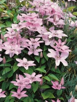 Clematis 'Hagley Hybrid' C2 60-70 Cm