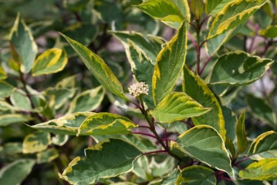 Cornus Alba 'Gouchaultii' C2 Cm 2 Cornus Alba 'Gouchaultii' C2 Cm - Afbeelding 2