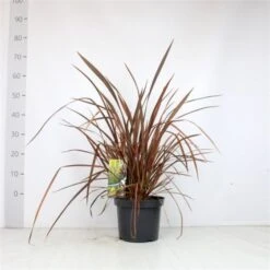 Phormium 'Evening Glow' C7.5 Cm