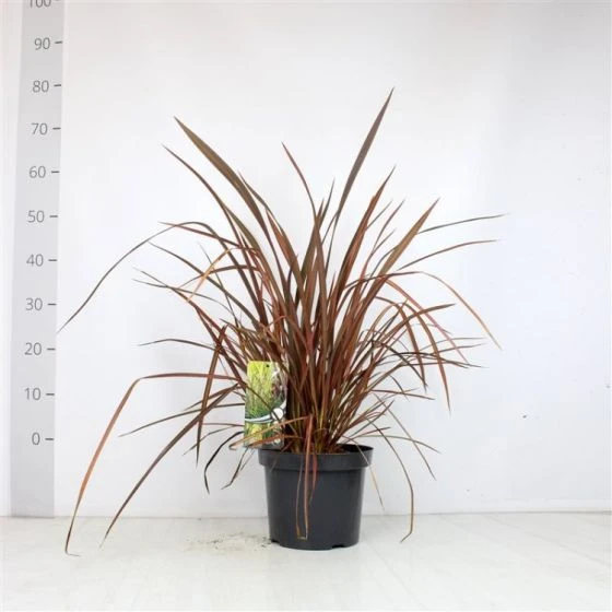 Phormium 'Evening Glow' C7.5 Cm 1 Phormium 'Evening Glow' C7.5 Cm