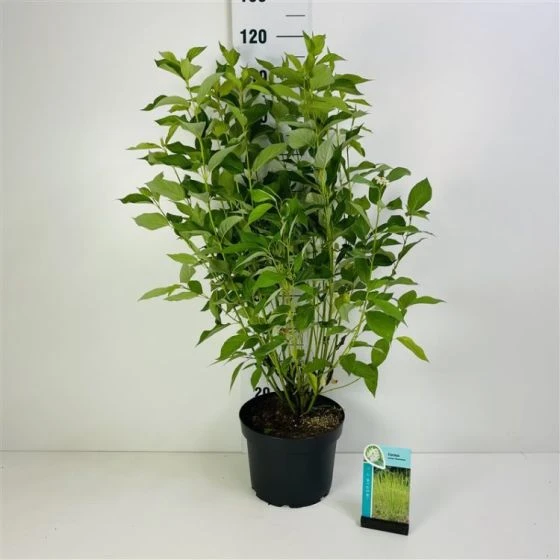 Cornus Sericea 'Flaviramea' C10 80-100 Cm 3 Cornus Sericea 'Flaviramea' C10 80-100 Cm - Afbeelding 3