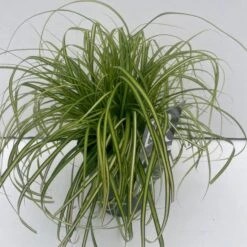 Carex Oshimensis 'Eversheen' C2 Cm -Tuinbenodigdheden Verkoop 2024 HBDBXL4R 7867