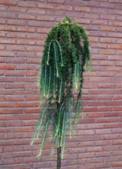 Larix Kaempferi 'Stiff Weeper' C7.5 Cm Stam 90