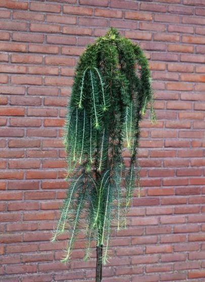 Larix Kaempferi 'Stiff Weeper' C7.5 Cm Stam 90 1 Larix Kaempferi 'Stiff Weeper' C7.5 Cm Stam 90