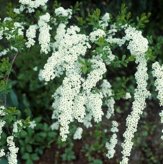Spiraea Arguta C3 40-50 Cm 2 Spiraea Arguta C3 40-50 Cm - Afbeelding 2