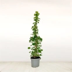 Hydrangea Petiolaris C7.5 100-125 Cm