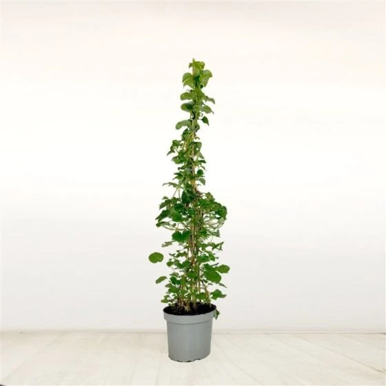 Hydrangea Petiolaris C7.5 100-125 Cm 1 Hydrangea Petiolaris C7.5 100-125 Cm