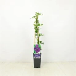 Clematis 'Polish Spirit' C2 60-70 Cm