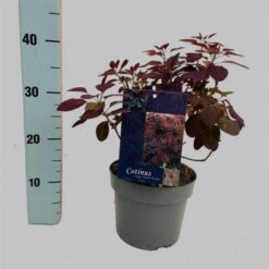 Cotinus Coggygria 'Royal Purple' C3 25-30 Cm -Tuinbenodigdheden Verkoop 2024 HR8P2XVL a942