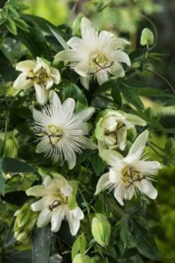 Passiflora 'Snow Queen' C2 60-80 Cm -Tuinbenodigdheden Verkoop 2024 HV75XR27 6320