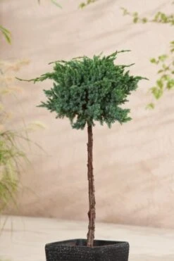 Juniperus Squamata 'Meyeri' C3.5 30-40 Cm