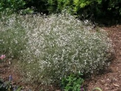 Gypsophila Paniculata Bol Cm 25 Stuks -Tuinbenodigdheden Verkoop 2024 HVPSTTEV 601f