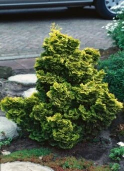Chamaecyparis Obtusa 'Nana Aurea' C5 25-30 Cm