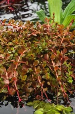Rotala Indica M11 Cm -Tuinbenodigdheden Verkoop 2024 HW45XZBS b1f8