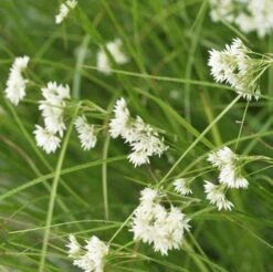 Luzula Nivea P9 Cm -Tuinbenodigdheden Verkoop 2024 HWXLVDHC 72fb