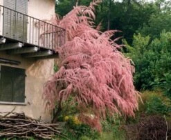 Tamarix Tetrandra C2 40-60 Cm