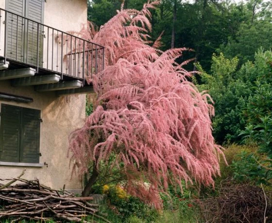 Tamarix Tetrandra C2 40-60 Cm 1 Tamarix Tetrandra C2 40-60 Cm