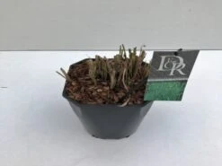 Miscanthus Sinensis 'Strictus' C5 Cm