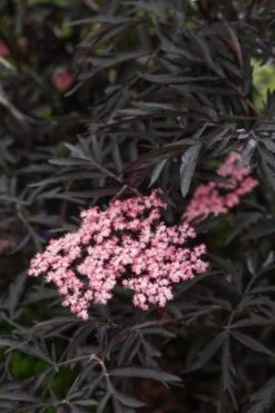 Sambucus Nigra Black Lace C5 40-50 Cm