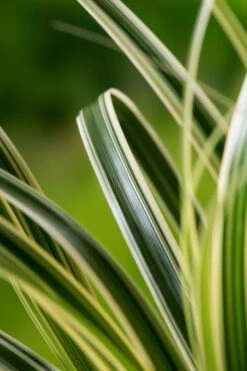 Carex Ribbon Falls C5 -Tuinbenodigdheden Verkoop 2024 J5XWYE65 6294