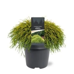 Nieuwkomers -Tuinbenodigdheden Verkoop 2024 J7Y9AK1Y 26d7