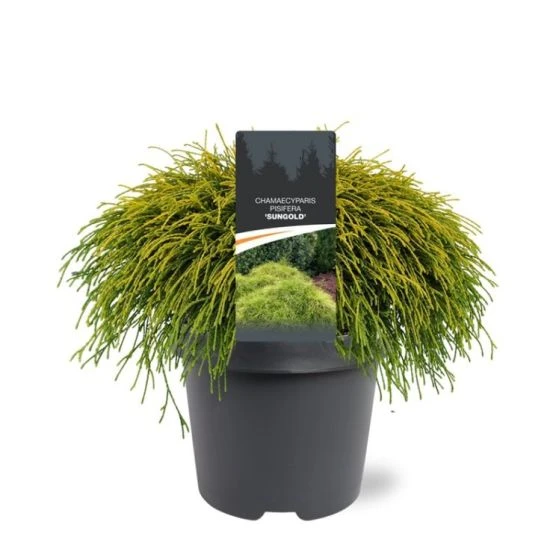Chamaecyparis Pisifera 'Sungold' C5 30-40 Cm 2 Chamaecyparis Pisifera 'Sungold' C5 30-40 Cm - Afbeelding 2