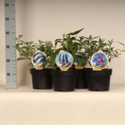 Buddleja Davidii C3 Cm