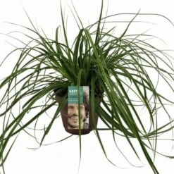 Carex Oshimensis Evercolor Everlime C2 30-40 Cm