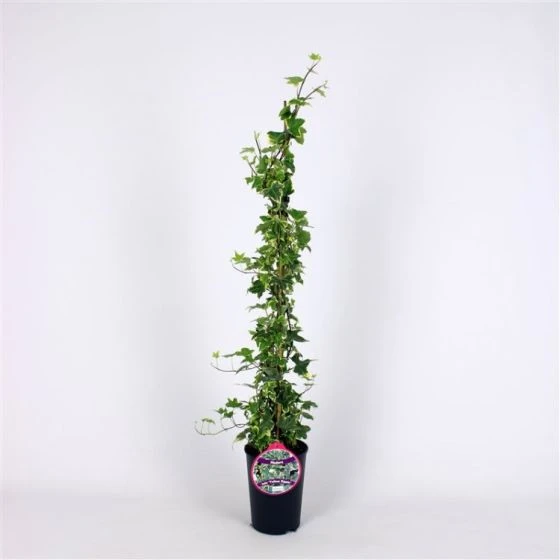 Hedera Helix 'Yellow Ripple' C2 80-100 Cm 2 Hedera Helix 'Yellow Ripple' C2 80-100 Cm - Afbeelding 2