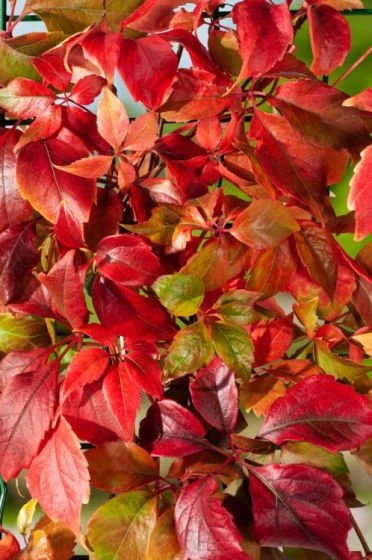 Parthenocissus Quinquefolia Engelmannii C5 150-175 Cm 2 Parthenocissus Quinquefolia Engelmannii C5 150-175 Cm - Afbeelding 2