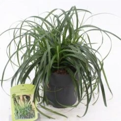 Carex Ribbon Falls C3 25-30 Cm