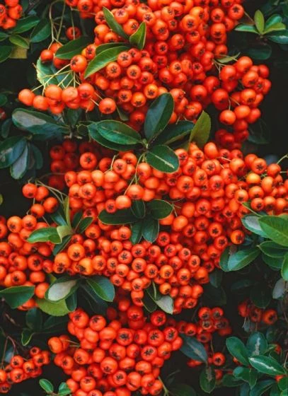 Pyracantha 'Orange Glow' C1.3 Cm 1 Pyracantha 'Orange Glow' C1.3 Cm