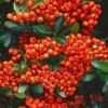 Pyracantha 'Orange Glow' C2 60-70 Cm
