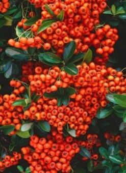 Pyracantha 'Orange Glow' C2 60-70 Cm