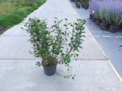 Ribes Alpinum C10 100-125 Cm 5 Ribes Alpinum C10 100-125 Cm -Tuinbenodigdheden Verkoop 2024 JEZEHYPJ d3bd