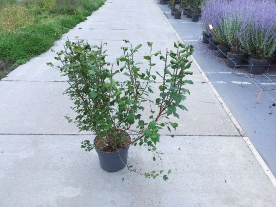 Ribes Alpinum C10 100-125 Cm 3 Ribes Alpinum C10 100-125 Cm - Afbeelding 3