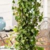 Hedera Helix 'Woerner' C2 80-100 Cm