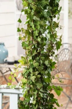 Hedera Helix 'Woerner' C2 60-80 Cm