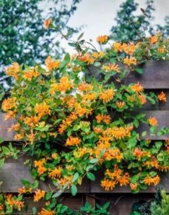 Lonicera Tellmanniana C2 80_100_CM -Tuinbenodigdheden Verkoop 2024 JGY84VDN bccd