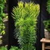 Cephalotaxus Harringtonii 'Korean Gold' C3 30-40 Cm