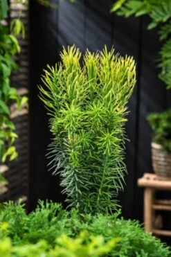 Cephalotaxus Harringtonii 'Korean Gold' C3 30-40 Cm