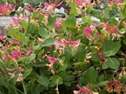 Lonicera Heckrottii 'Goldflame' C2 80_100_CM -Tuinbenodigdheden Verkoop 2024 JJLYGBH9 08e1