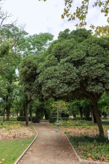 Pittosporum Tobira C10 80-100 Cm 3 Pittosporum Tobira C10 80-100 Cm - Afbeelding 3