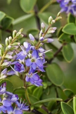 Hebe 'Pastel Blue' C2 Cm -Tuinbenodigdheden Verkoop 2024 JSHER67Z f0d9