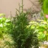 Thuja Plicata 'Gelderland' C3 100-125 Cm