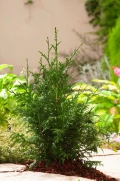 Thuja Plicata 'Gelderland' C3 100-125 Cm