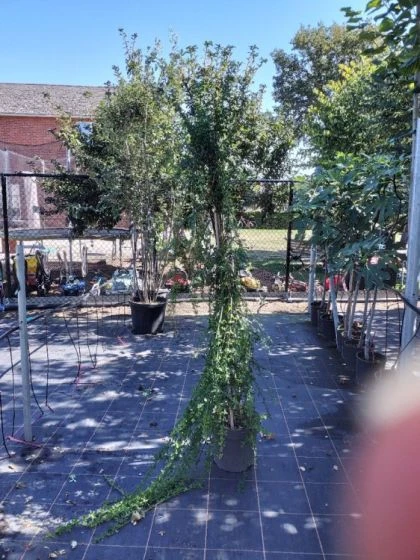 Jasminum Nudiflorum C12 150-175 Cm 1 Jasminum Nudiflorum C12 150-175 Cm