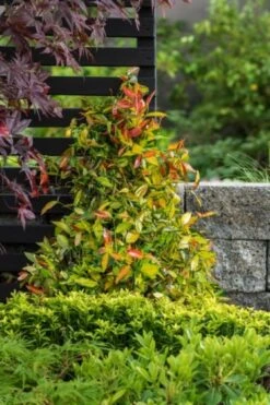 Trachelospermum Asiaticum Summer Sunset C2 30-35 Cm -Tuinbenodigdheden Verkoop 2024 K11VRW6Z 0dac