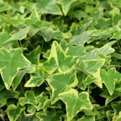 Hedera Helix 'Golden Kolibri' C2 60-80 Cm